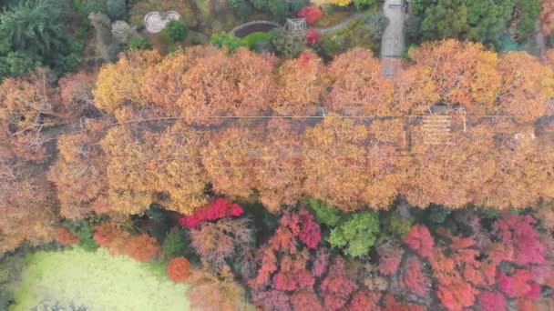Hubei Wuhan East Lake Scenic Area Autumn Aerial Photography Scenery — 비디오