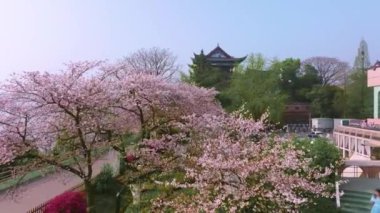 Wuhan Hanyang Nehri plajı Qingchuan Pavyonu Parkı ve kiraz çiçeği manzarası