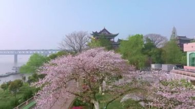 Wuhan Hanyang Nehri plajı Qingchuan Pavyonu Parkı ve kiraz çiçeği manzarası