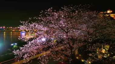 Wuhan Hanyang Nehri plajı Qingchuan Pavyonu Parkı ve kiraz çiçeği manzarası