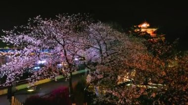 Wuhan Hanyang Nehri plajı Qingchuan Pavyonu Parkı ve kiraz çiçeği manzarası