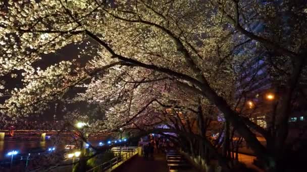 Wuhan Hanyang River Beach Qingchuan Pavilion Park Cherry Flowom Scenery — стокове відео