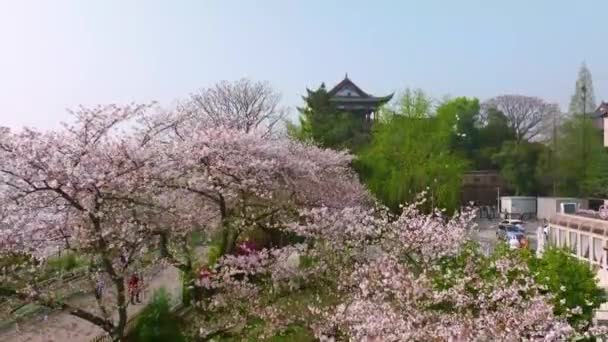 Wuhan Hanyang Rzeka Plaża Qingchuan Pavilion Park Krajobrazy Kwiaty Wiśni — Wideo stockowe