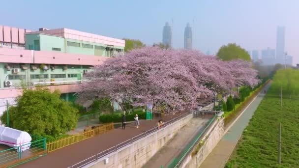 Praia Rio Wuhan Hanyang Pavilhão Qingchuan Parque Paisagem Flor Cerejeira — Vídeo de Stock