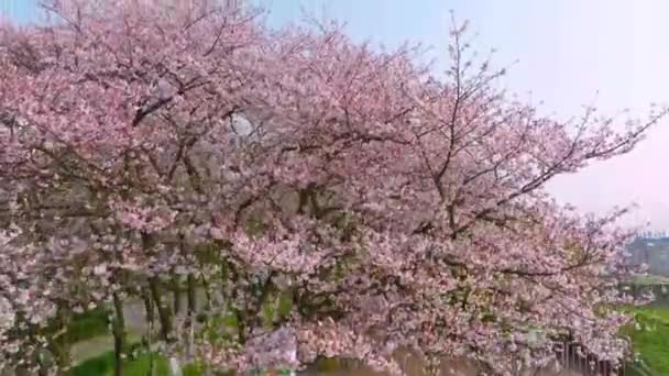 Wuhan Hanyang River Beach Qingchuan Pavilion Park Třešňové Květinové Scenérie — Stock video