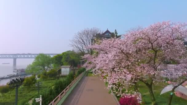 Praia Rio Wuhan Hanyang Pavilhão Qingchuan Parque Paisagem Flor Cerejeira — Vídeo de Stock