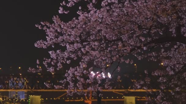 Wuhan Hanyang Rzeka Plaża Qingchuan Pavilion Park Krajobrazy Kwiaty Wiśni — Wideo stockowe