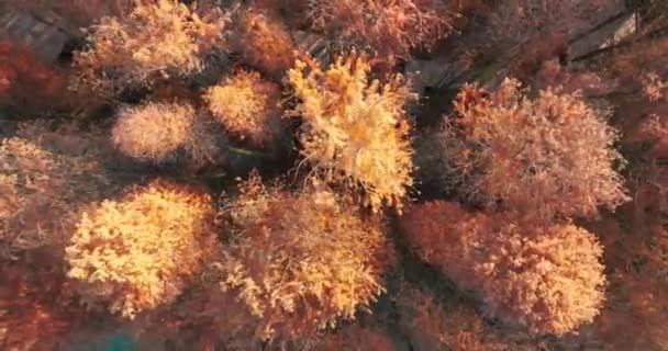 武汉市东湖洛岩岛风景区的秋景 — 图库视频影像