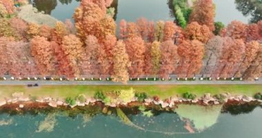 Wuhan Doğu Gölü Wetland Park Sahne Bölgesi Sonbahar manzarası