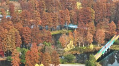 Wuhan Doğu Gölü Wetland Park Sahne Bölgesi Sonbahar manzarası