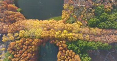 Wuhan Doğu Gölü Wetland Park Sahne Bölgesi Sonbahar manzarası