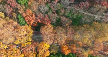 Wuhan Doğu Gölü Wetland Park Sahne Bölgesi Sonbahar manzarası