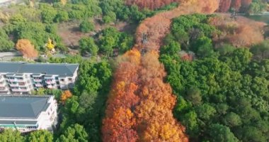 Wuhan Doğu Gölü Wetland Park Sahne Bölgesi Sonbahar manzarası