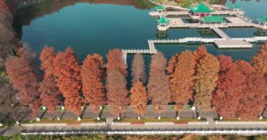 Wuhan Doğu Gölü Wetland Park Sahne Bölgesi Sonbahar manzarası
