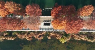 Wuhan Doğu Gölü Wetland Park Sahne Bölgesi Sonbahar manzarası
