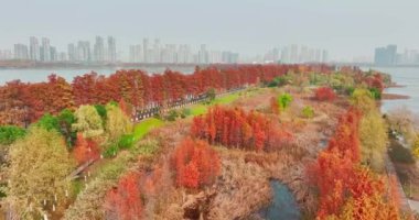 Wuhan Doğu Gölü Wetland Park Sahne Bölgesi Sonbahar manzarası