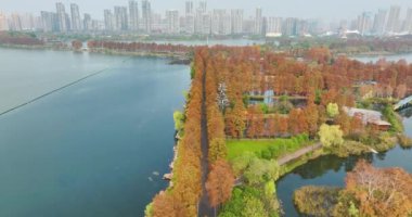 Wuhan Doğu Gölü Wetland Park Sahne Bölgesi Sonbahar manzarası