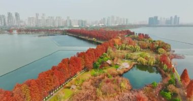 Wuhan Doğu Gölü Wetland Park Sahne Bölgesi Sonbahar manzarası