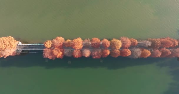 Paisagem Outono Wuhan East Lake Wetland Park Área Cênica — Vídeo de Stock