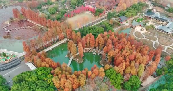 Pemandangan Musim Gugur Wuhan East Lake Wetland Park Scenic Area — Stok Video