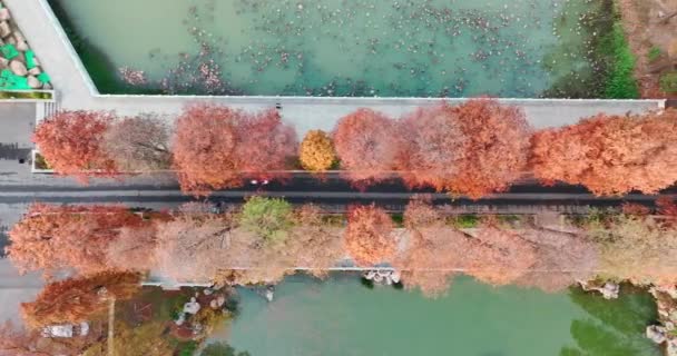 Paisaje Otoñal Wuhan East Lake Wetland Park Área Escénica — Vídeos de Stock