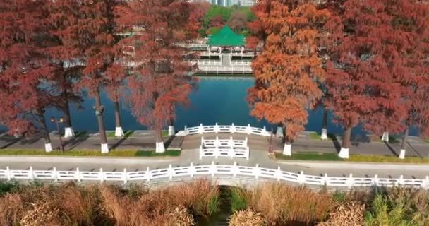 Őszi Táj Wuhan East Lake Wetland Park Scenic Area — Stock videók