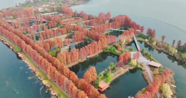 Podzimní Scenérie Wuhan East Lake Wetland Park Scénická Oblast — Stock video