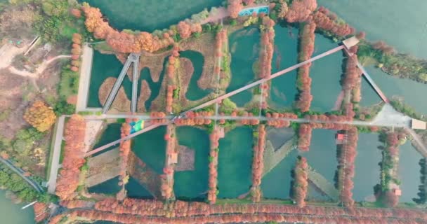 Herfst Landschap Van Wuhan East Lake Wetland Park Scenic Area — Stockvideo