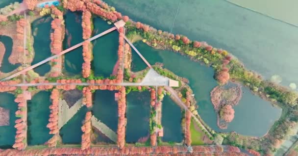 武汉东湖湿地公园风景区的秋季风景 — 图库视频影像