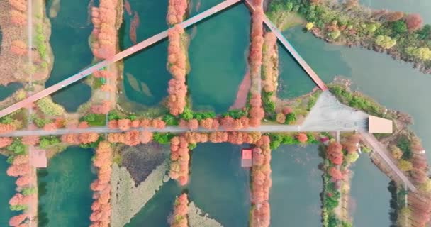 Paisagem Outono Wuhan East Lake Wetland Park Área Cênica — Vídeo de Stock