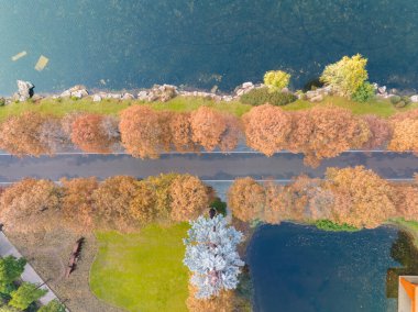 Wuhan Doğu Gölü Wetland Park Sahne Bölgesi Sonbahar manzarası