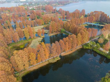 Wuhan Doğu Gölü Wetland Park Sahne Bölgesi Sonbahar manzarası