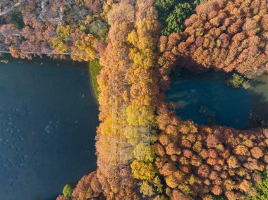 Wuhan Doğu Gölü Wetland Park Sahne Bölgesi Sonbahar manzarası