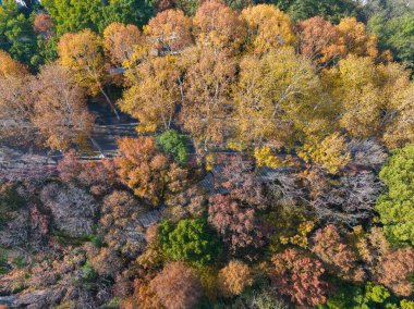 Wuhan Doğu Gölü Wetland Park Sahne Bölgesi Sonbahar manzarası