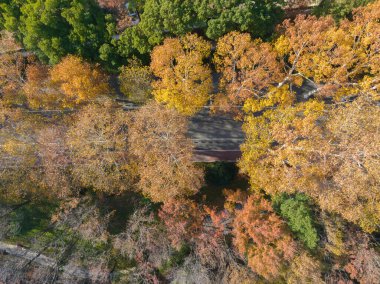 Wuhan Doğu Gölü Wetland Park Sahne Bölgesi Sonbahar manzarası