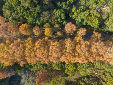 Wuhan Doğu Gölü Wetland Park Sahne Bölgesi Sonbahar manzarası