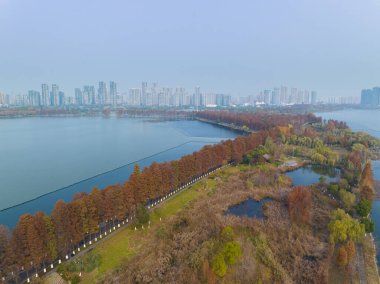 Wuhan Doğu Gölü Wetland Park Sahne Bölgesi Sonbahar manzarası
