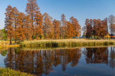 Wuhan Doğu Gölü Wetland Park Sahne Bölgesi Sonbahar manzarası