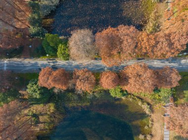 Wuhan Doğu Gölü Wetland Park Sahne Bölgesi Sonbahar manzarası