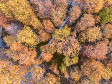 Wuhan Jiefang Park sonbahar manzarası Hubei, Çin