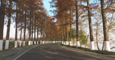 Wuhan Doğu Gölü Wetland Park Sahne Bölgesi Sonbahar manzarası