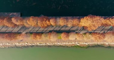 Wuhan Doğu Gölü Wetland Park Sahne Bölgesi Sonbahar manzarası