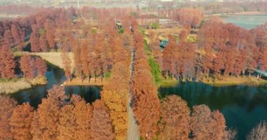Wuhan Doğu Gölü Wetland Park Sahne Bölgesi Sonbahar manzarası