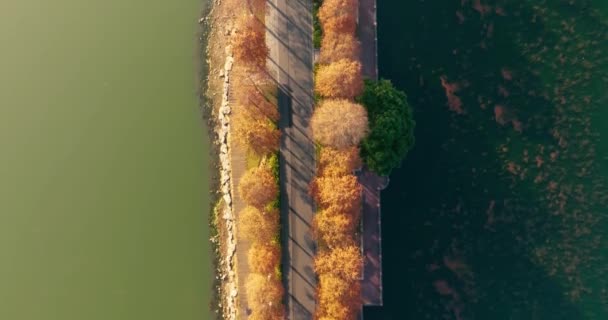 Wuhan Doğu Gölü Wetland Park Sahne Bölgesi Sonbahar Manzarası — Stok video
