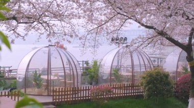 İlkbaharda Wuhan 'da kiraz çiçekleri açar.