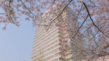 İlkbaharda Wuhan 'da kiraz çiçekleri açar.