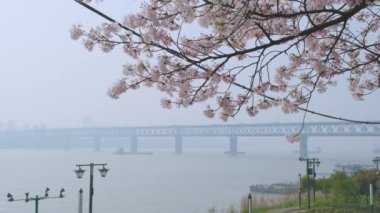İlkbaharda Wuhan 'da kiraz çiçekleri açar.