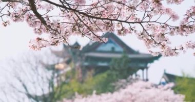 İlkbaharda Wuhan 'da kiraz çiçekleri açar.