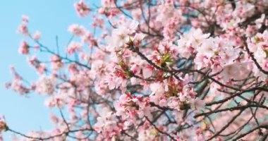 İlkbaharda Wuhan 'da kiraz çiçekleri açar.