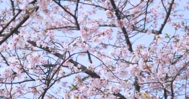 İlkbaharda Wuhan 'da kiraz çiçekleri açar.